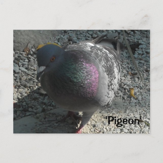 Graceful Pigeon Postcard (Front)