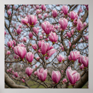 Graceful Pink Magnolia Blossoms Poster