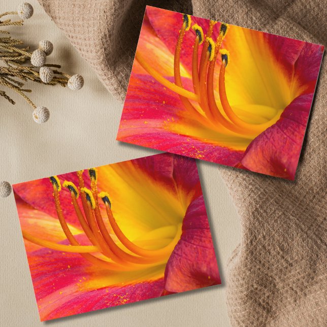 Graceful Red Daylily Postcard (Creator Uploaded)