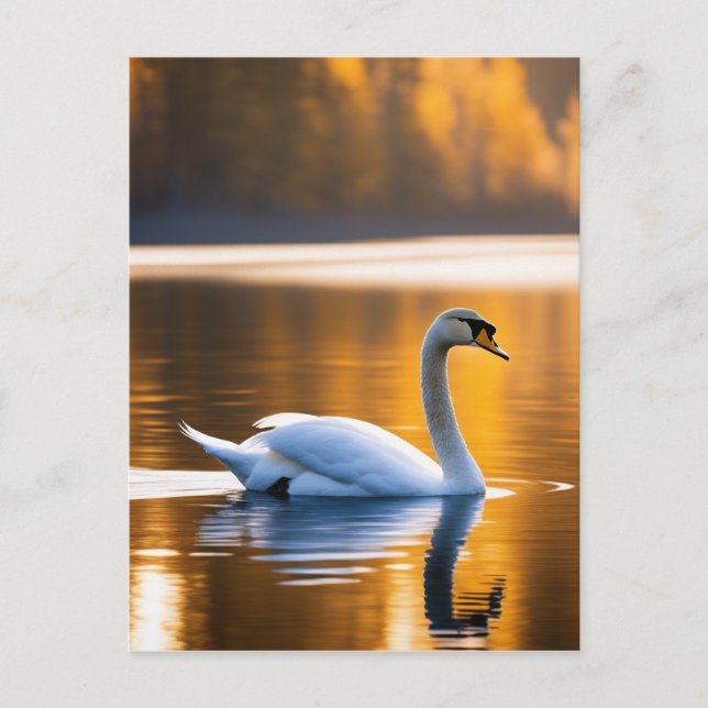 Graceful Swan on a Lake Postcard (Front)