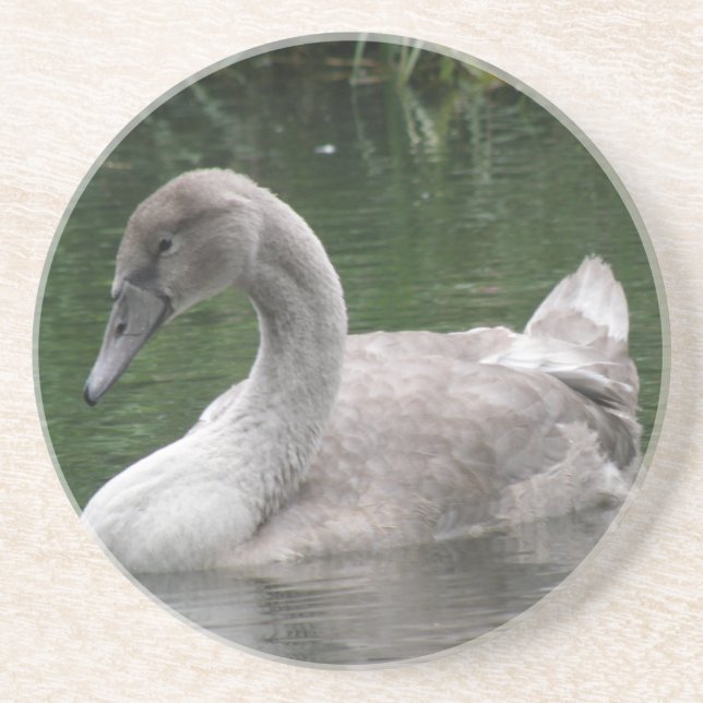 Graceful Swan on the Water Coasters (Front)