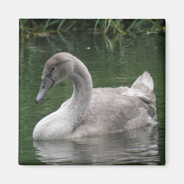 Graceful Swan on the Water Magnet (Front)