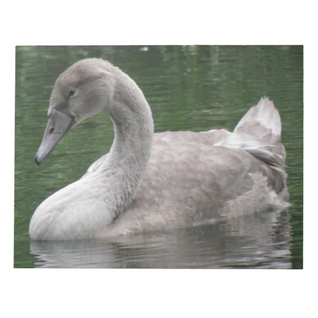 Graceful Swan on the Water Notepad (Front)