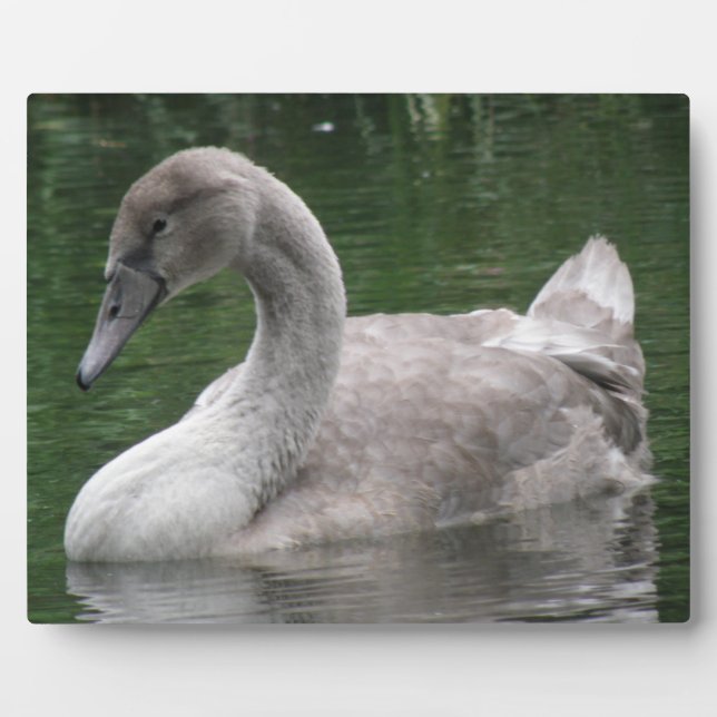 Graceful Swan on the Water Plaque (Front)