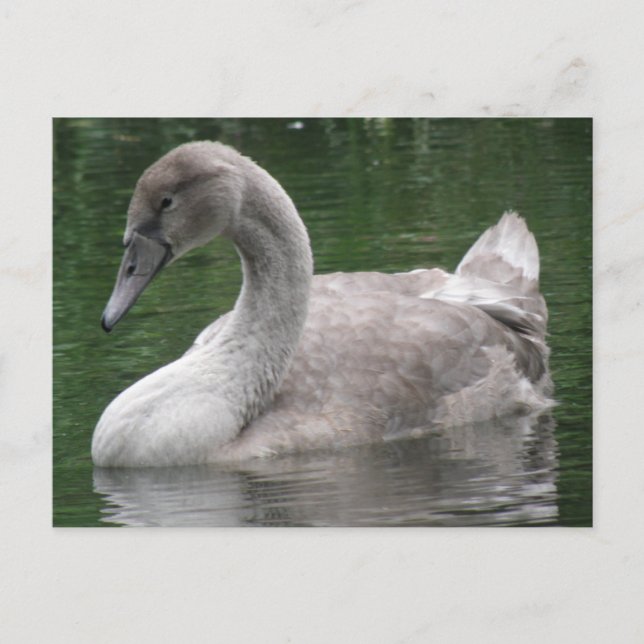 Graceful Swan on the Water Postcard (Front)