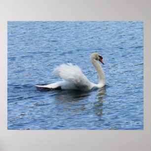 Graceful Swan Poster Print