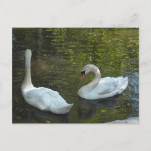 Graceful Swans Postcard