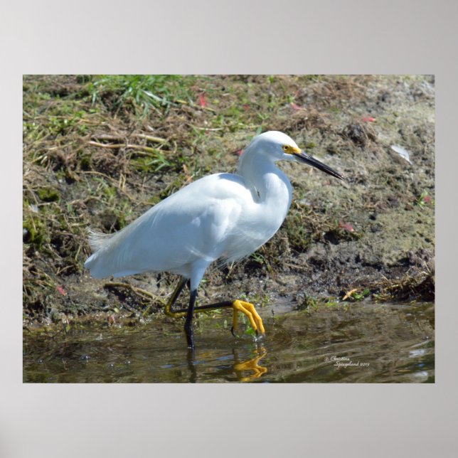 Graceful white Egret bird Poster (Front)