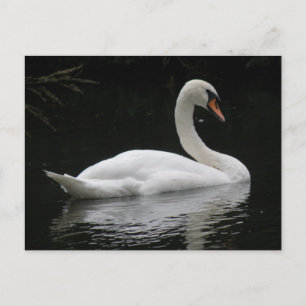 Graceful White Swan Postcard