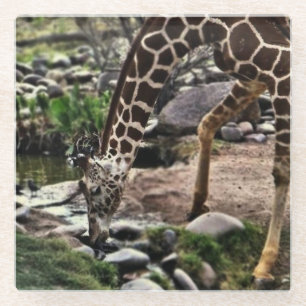 Gracious Giraffe Glass Coaster