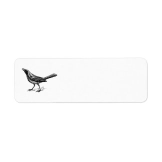 Grackle Bird Vintage Sketch