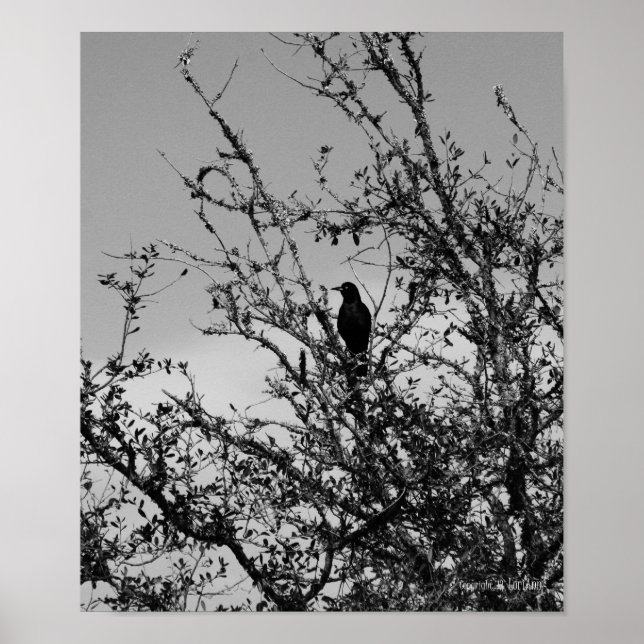 Grackle Poster (Front)