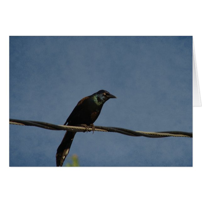 Grackle Power (Front Horizontal)