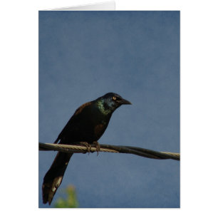 Grackle Power, Alles Gute zum Geburts