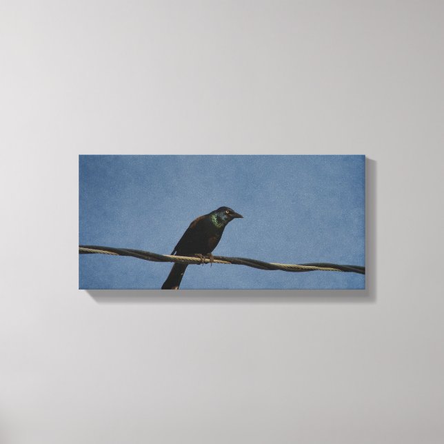 Grackle Power Canvas Print (Front)