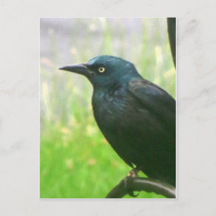Grackle Profile Postcard