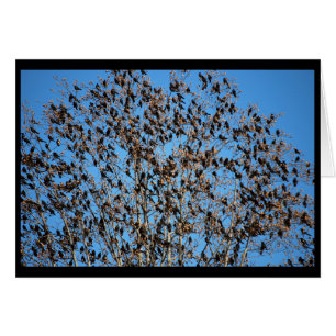Grackles card