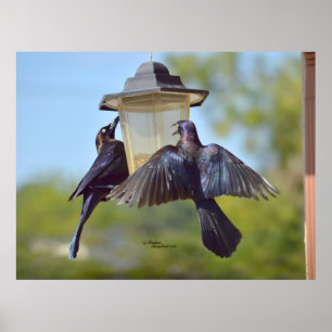 Grackles crows birds Bird feeder Poster