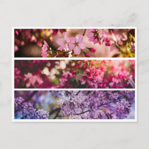Gradient Floral Trio Postcard