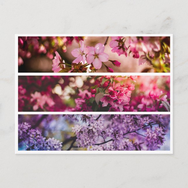 Gradient Floral Trio Postcard (Front)