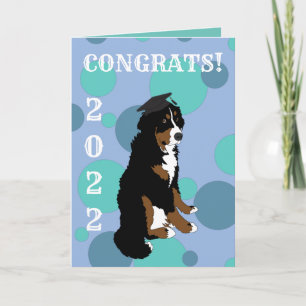 Graduation Bernese Mountain Dog  Card