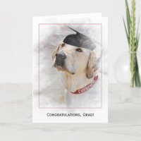 graduation congratulations Labrador Retriever