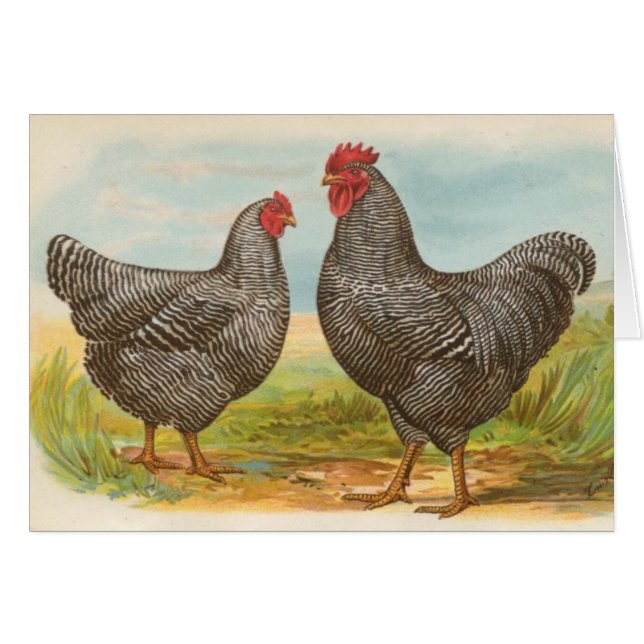 Graham - Barred Plymouth Rocks Chickens (Front Horizontal)