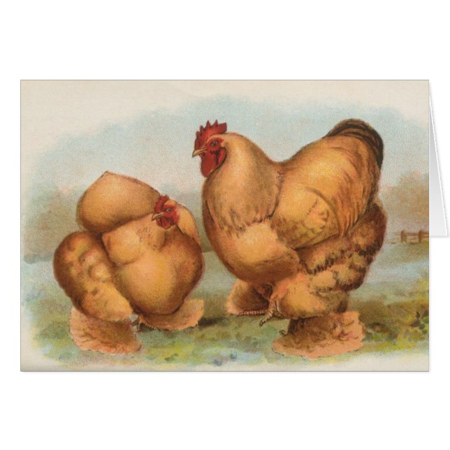 Graham - Buff Cochin Chickens (Front Horizontal)