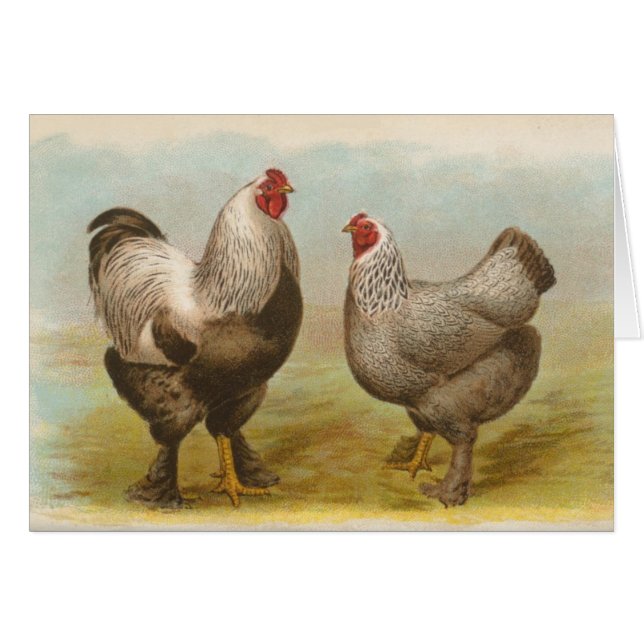 Graham - Dark Brahma Chickens (Front Horizontal)