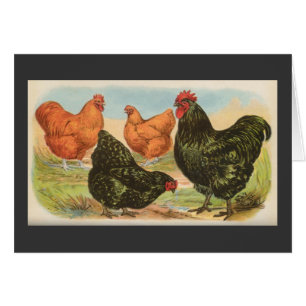 Graham - Orpington Chickens