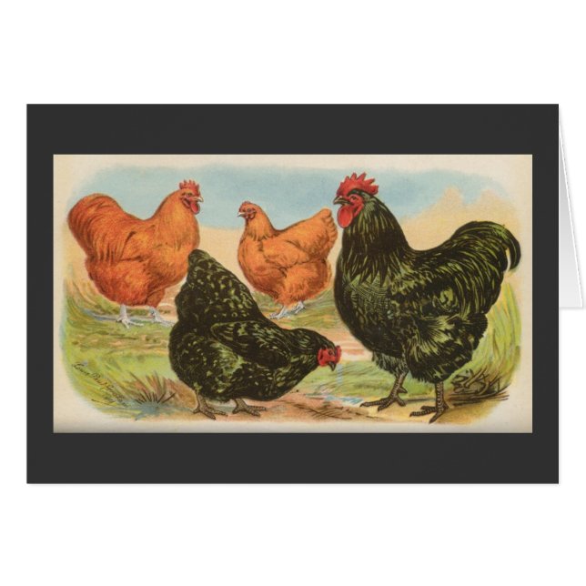 Graham - Orpington Chickens (Front Horizontal)