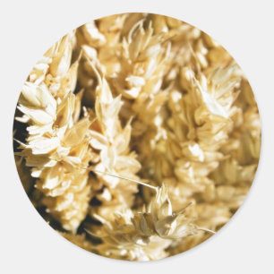 Grain Plant Seed Classic Round Sticker