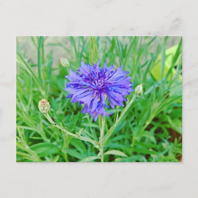 grain postcard (Front)