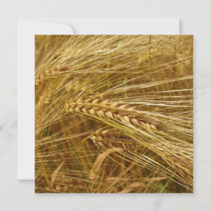 Grains of wheat in the field.  It’s Harvest Time! 