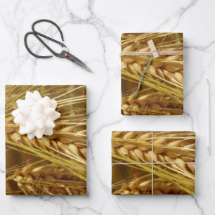 Grains of wheat in the field.  It’s Harvest Time!  Wrapping Paper Sheet