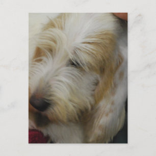 Grand Basset Dog Postcard