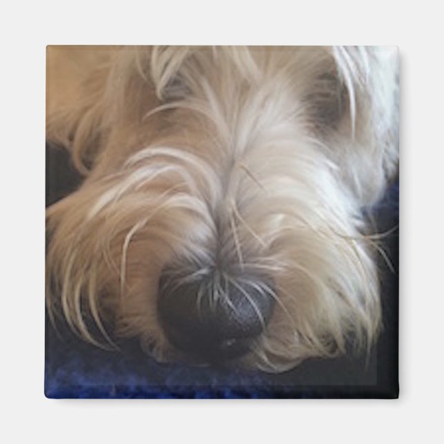 Grand Basset Griffon magnet (Front)