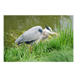 Grand Blue Heron Photo Print