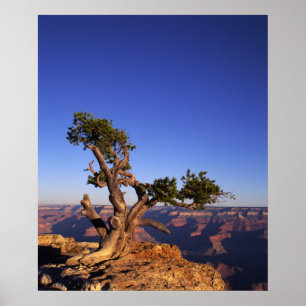Grand Canyon, Arizona, USA Poster