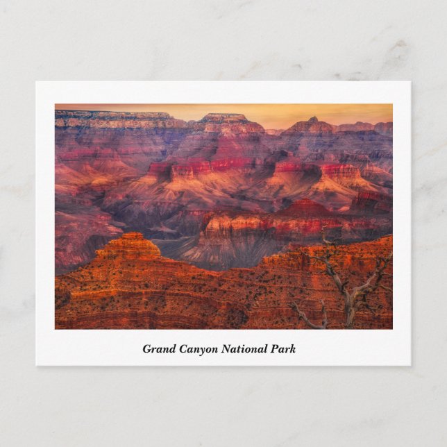 Grand Canyon  National Park Postcard (Front)