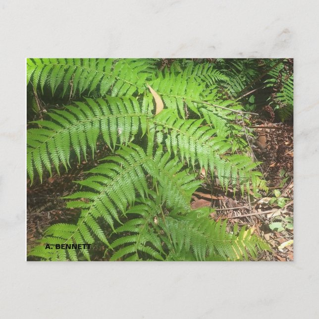 Grand Canyon Postcard (Front)