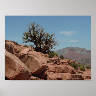 Grand Canyon Shrub Poster