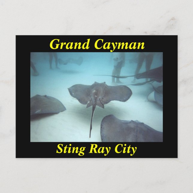 Grand Cayman sting ray city postcard (Front)