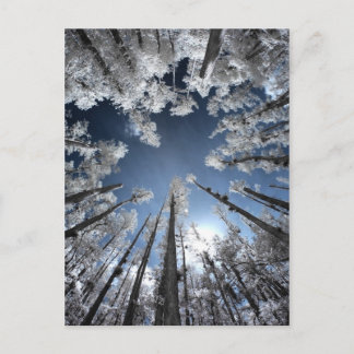 Grand Cypress Postcard