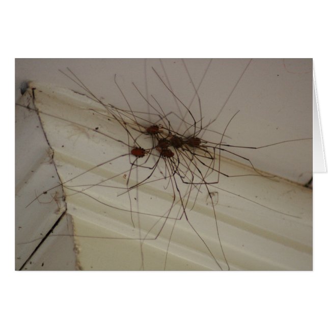 grand daddy long legs spider gifts (Front Horizontal)