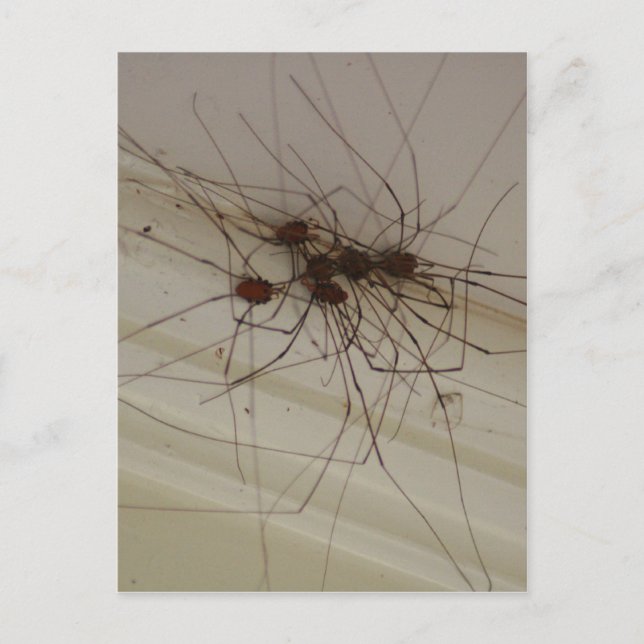 grand daddy long legs spider gifts postcard (Front)