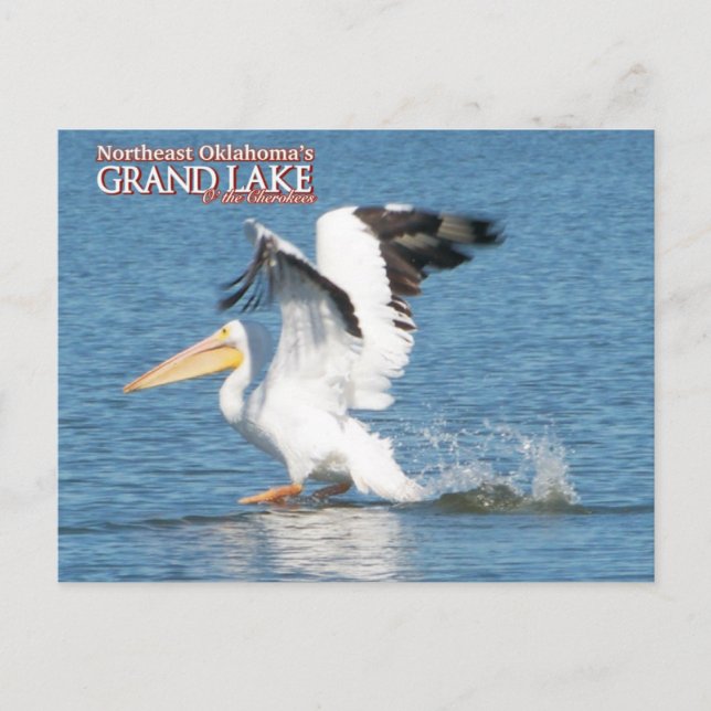 Grand Lake Oklahoma post card pelican 16v1 (Front)