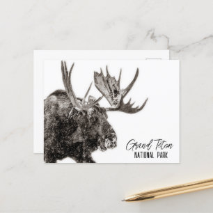 Grand Teton National Park Moose Postcard