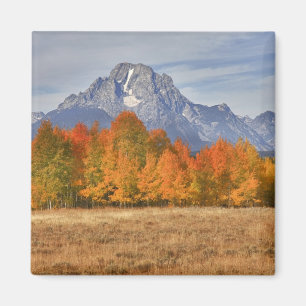 Grand Teton NP, Mount Moran and aspen trees Magnet