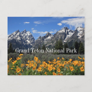 Grand Tetons with Spring Snow and Flowers Postcard